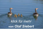 klick für mehr von Olaf Siebert