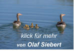 klick für mehr von Olaf Siebert