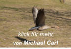 klick für mehr von Michael Carl