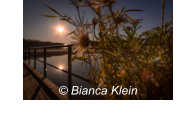 Sonnenaufgang am Nymphensee